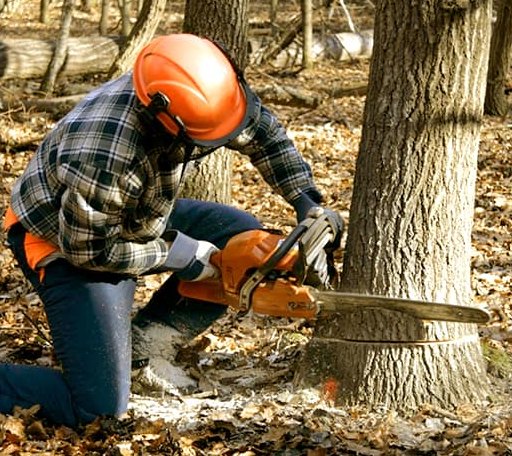 Tree Removal in Alderpoint, CA